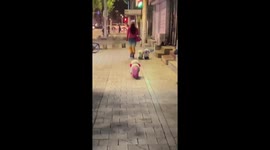 Trio of brightly dyed dogs turn heads in China