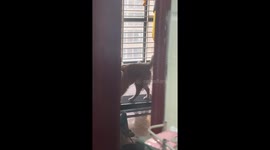Golden retriever hilariously mimics owner's treadmill workout