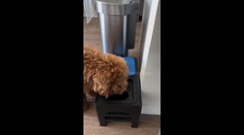 Dog learns to wipe mouth after drinking water