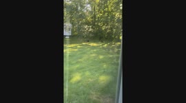 3 bear cubs play under watchful eye of mother in Milaca, Minnesota