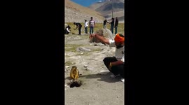 First-time encounter: playing with marmots in Ladakh