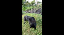 Doni the dog enjoys fresh cherries directly from a tree branch in Kyiv, Ukraine