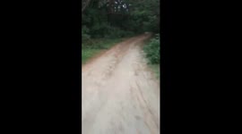 Unexpected encounter: wild pig startles motorcyclist in Castillejos, Philippines