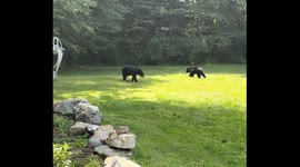 Black bears spotted in Pittsfield, MA