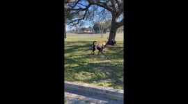 Disabled dog embraces playful spirit on wheels