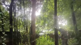 Rapid Response Team of Odisha sedated a bear which had entered into a school campus & released it in the wild