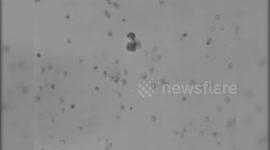 Scientists make world's smallest chariot - pulled by microscopic algae