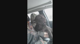 Going to get breakfast and my boy Dude is demanding chest rubs