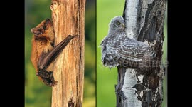 Creepy bat-like drone can crash into trees and perch