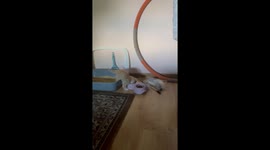 Purr-fect start: Kitten tries to introduce itself to the comfort of home