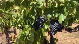 Australian gov't welcomes spike in wine exports to China