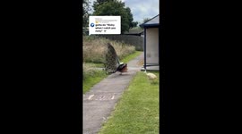 Peacock chasing a peahen to the sound when I catch you Ricky