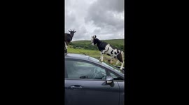 Comedy of errors: Goats treat car's roof like their castle