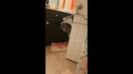 Dog turns trash bin lid into space cadet helmet