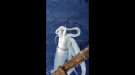 Humongous giant squid emerges from ocean depths