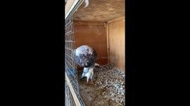 Pouting pigeon steals hearts on TikTok with over 20 million views