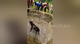 Social organisation volunteers rescue a cow fell into a well filled with water, out safely after a lot of effort in Northern India