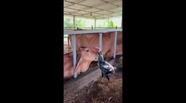 Cow forms adorable friendship with rooster... licking its neck