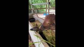 Cow licks pet dog's neck to soothe his itchy fur
