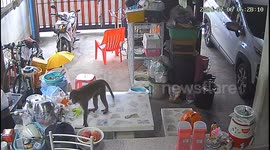 Wild monkey caught on CCTV helping itself to food on table