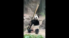 Multi-tasking panda eats bamboo while scratching with his foot