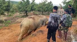 Elephant that plundered fruits from gardens ushered back to forest