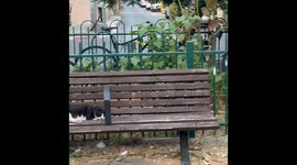 Each cat has their own bench