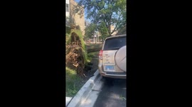 Big Tree Toppled During Severe Chicago Storm