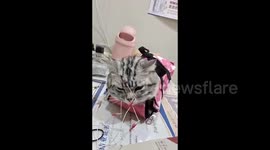 China: Acupuncture Aids Recovery for American Shorthair Cat's Facial Paralysis