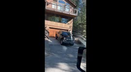 That Bear Just Opened That Door!