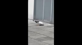 A seagull eats a pigeon on the street in belfast