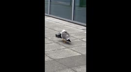 Seagull eating pigeon leaves Belfast local in shock