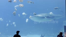Whale Shark display at Georgia Aquarium
