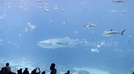 Whale Shark display at Georgia Aquarium