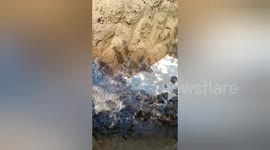 Safety Team destroyed fake milk being made from chemicals caught in Northern India