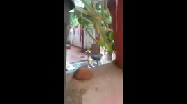 Deliveryman attacked by two pet pitbulls outside doctor's home in India