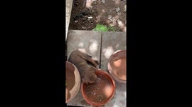 The dog fell asleep in a waterbowl ,i shot this