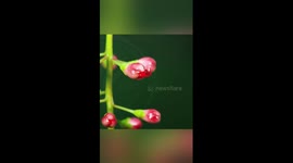 Stunning timelapse video captures rare flower blooming at night
