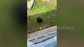 Smart chimpanzee returns tourist's phone in China