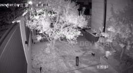 Mother cat consistently teaches her kitten to climb tree in China