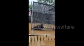 Heroic Chinese staff rescue animals from flooded zoo amid heavy rain