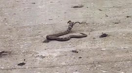 Man mistakes toad-carrying reptile for 'horned snake' in China