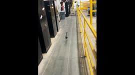 Worker startles bird, hilarity ensues