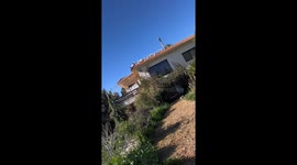Hungry pigeons fly on command when owner whistles