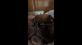 Sindy the Staffy snoring directly into the camera