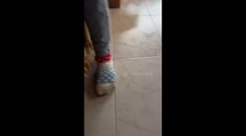 Sindy the Staffy as a puppy waving goodbye to its owner