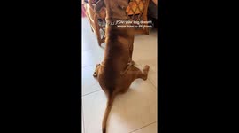 Sindy the Staffy and her abnormal sitting position