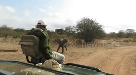 Playful elephant calf adorably attempts to scare off safari vehicle in South Africa