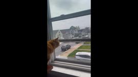 A orange cat captures a fly around the house, catches it, then in enjoys it as a mid day snack!
