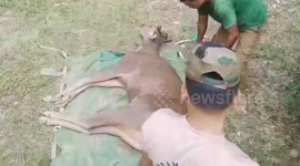 India: Successful rescue and release of sub-adult Sambar